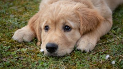 Pelaku Penusuk Paha Pria di Depok Diamankan, Gara-gara Lempar Batu ke Anjing