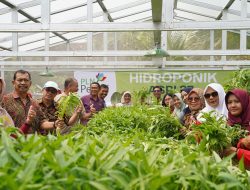 Dukung Ketahanan Pangan Lokal, PLN Peduli Sukseskan Panen Perdana Sayuran Hidroponik