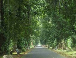 Mitos Kebun Raya Bogor: Antara Keindahan dan Kisah Mistis