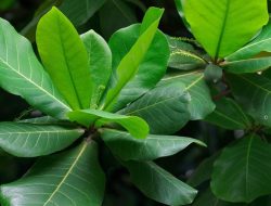 Daun Ketapang bagi Kesehatan: Manfaat, Kandungan dan Cara Pakai