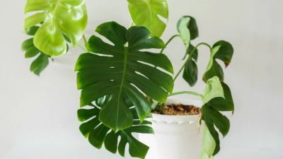 10 Tanaman Indoor Paling Estetik untuk Mempercantik Ruangan