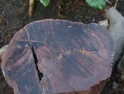 Ciri-Ciri Kayu Galih Asem yang Asli, Mitosnya Mampu Menangkal Ilmu Hitam