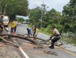 DLHK Terima Laporan Warga Permohonan Tebang Pohon