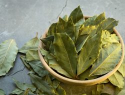 Manfaat Daun Salam untuk Obat Asam Urat: Alami, Aman, dan Terjangkau