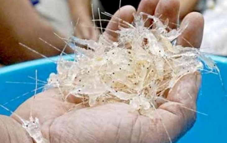 Penyelundupan 73 Ribu Benih Lobster Terbongkar di Depok, Polisi Buru Pemodal Jaringan Internasional